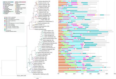 Evolutionary Dynamics of the Repeatome Explains Contrasting Differences in Genome Sizes and Hybrid and Polyploid Origins of Grass Loliinae Lineages